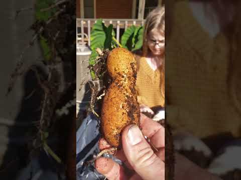 Halloween Potato Tower Reveal