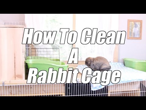 How To Clean A Rabbits Cage