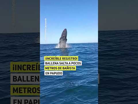 ¡Increíble registro! Ballena salta a pocos metros de bañista en Papudo