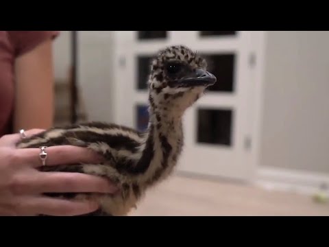 Callback: Baby Stompy