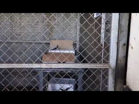 NO RIDE: Look at a 1942 Otis Black Button Freight Elevator at Alchatraz, San Francisco, CA