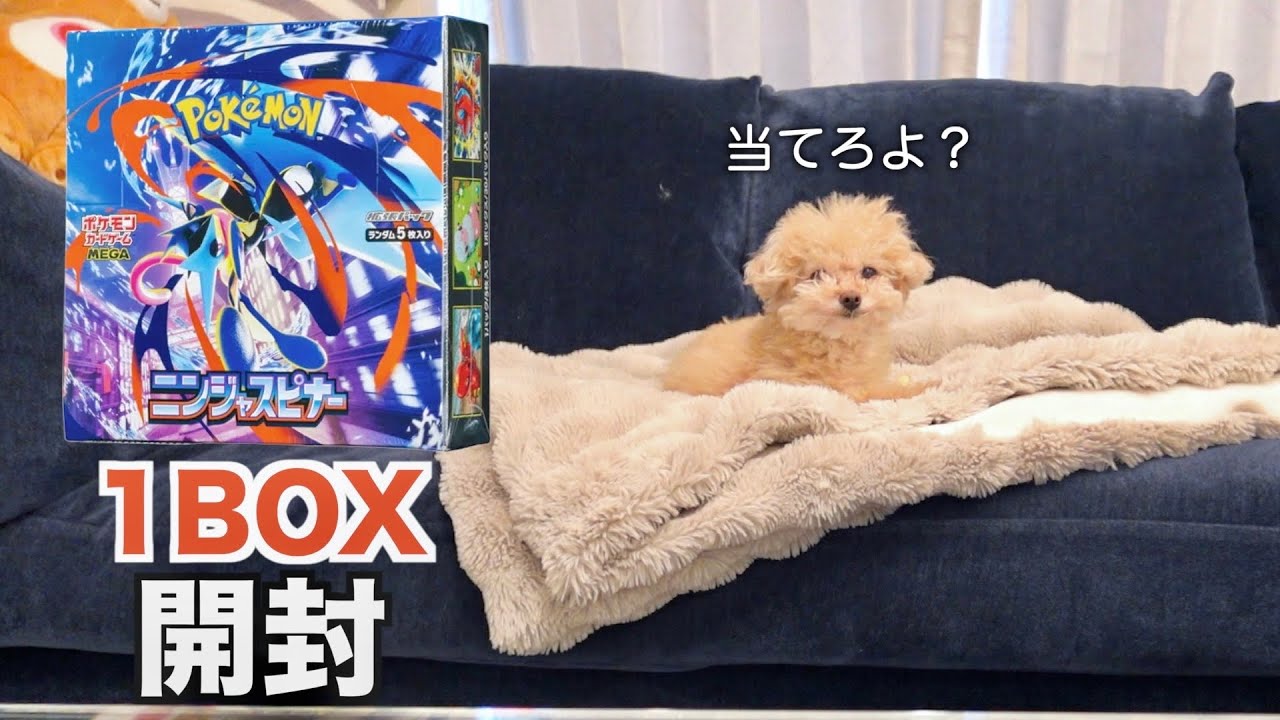 【趣味】愛犬と一緒にポケカ開封してみた【ニンジャスピナー】