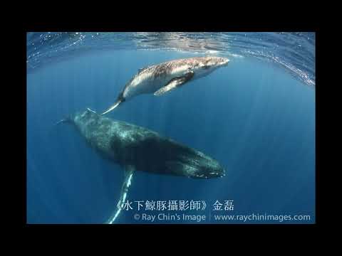  - 保護台灣大聯盟 - 政治文化新聞平台