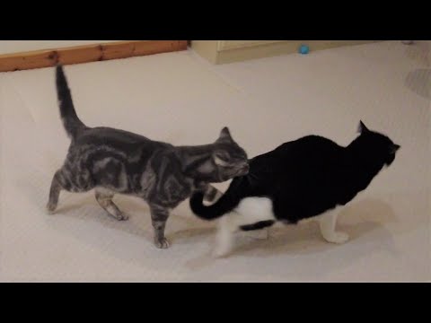 Cat Bites Other Cats Butt