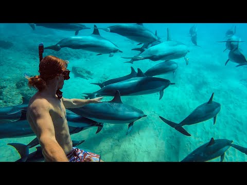 Swimming with Dolphins in Hawaii! | MicBergsma