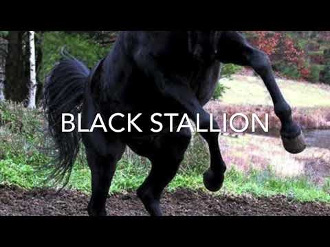 LouwdMouth - Black Stallion (ft DbWank and CyKhamil