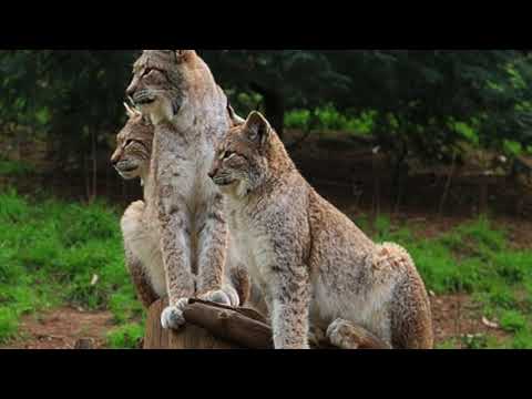 Bobcats and Canada Lynx
