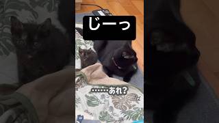 【子猫】ジジだけこっちをじーっと見てくる🐈💕 #ペットのいる暮らし #猫と暮らす日常 #可愛い猫