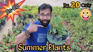 Cheap Summer Plants at Rs 20 | Best Summer Flowering Plants For Pots in India