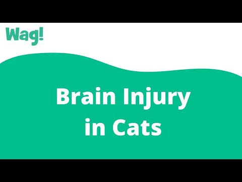 Brain Injury in Cats | Wag!