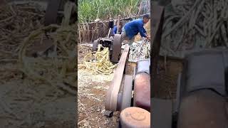 Squeezing out the sugar cane.#shorts