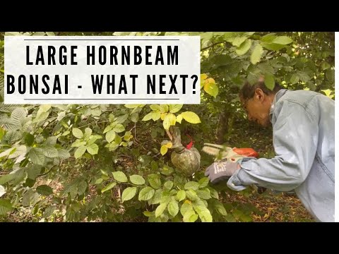 Large Hornbeam Bonsai - What To Do Next?