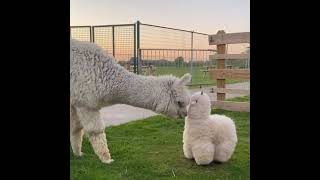 Le lama rencontre l'animal en peluche