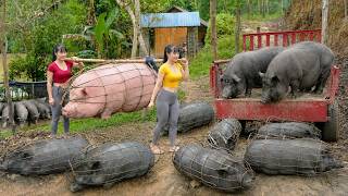 Download lagu [ TIMELAPSE ] Two Girls Carried Giant Farm Pigs and Prepared Them for Market mp3