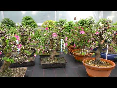 Unser Bestand an Bonsai 06/2021