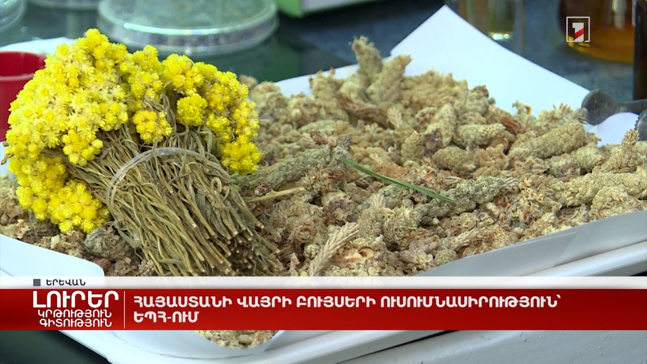 Հայաստանի վայրի բույսերի ուսումնասիրություն՝ ԵՊՀ-ում