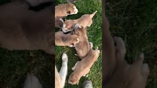 Shepherd Husky Puppies Videos