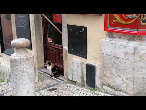 Nada melhor que jantar um bacalhau ou umas sardinhas assadas nas Escadinhas do Duque.!