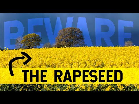 Rapeseed: BEWARE the Plant that Makes Jet Fuel. It’s not what you think.
