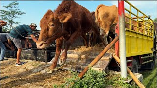 Download lagu ROMBONGAN SAPI TERBESAR UNIK TURUN DARI TRUK LUCU GUYS 🔥🔥🔥 mp3