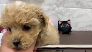 ハーフ犬の動画02