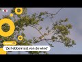Minder trekvogels in Nederland
