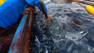 Biyayang Flying Fish | BillyAillySeaTV