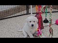 Goberian dogs for sale: Miko - Video 1