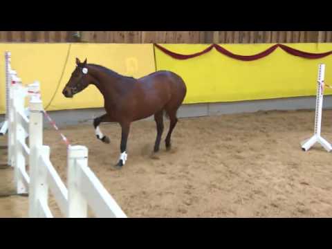 Stute zu verkaufen 5jahre A LA CARTE NRW x APREGGIO