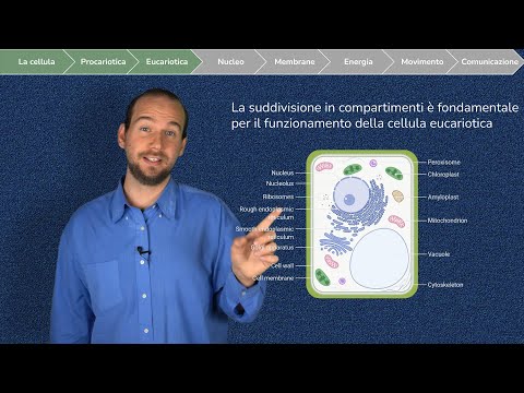 La cellula Eucariotica e i suoi Organuli - Parte 1 (Nucleo, Ribosomi, Reticolo endoplasmatico, ...)