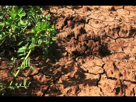 Tigerforest - Dancing on a Memory