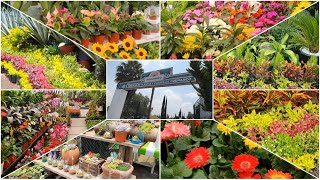 MERCADO DE PLANTAS Y FLORES CUEMANCO. Entrada gratuita, abierto de lunes a domingo de 08:00 a 18:00
