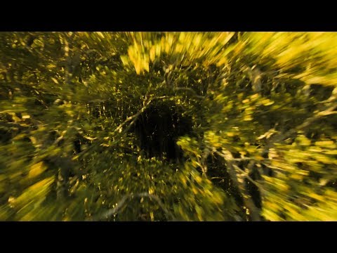 fpv-racing-drone-flying-through-trees-like-a-bird--new-perspectives