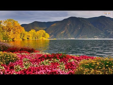 Beautiful Flowers Around The Lake
