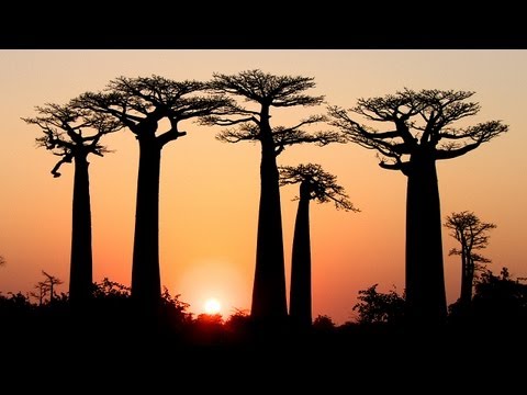 【HD】 Madagascar Island ~Baobab~ | マダガスカル