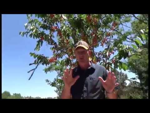 YouTube video about: How to protect fruit on trees from birds?