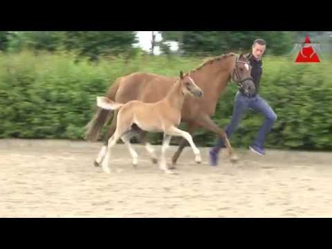 09 Di Santo HF v. Dornik B - FS Champion de Luxe