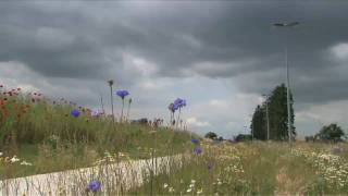 preview picture of video 'Veldbloemen aan nieuw fietspad, gemeente Voeren'