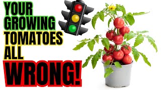This Little Trick Will Change The Way You GROW TOMATOES Forever