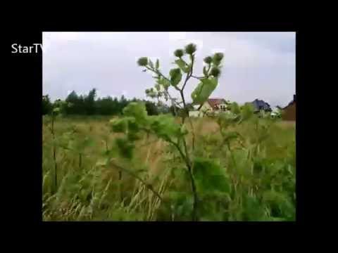 Maska na porost włosów Delight stałych dla opinii Olej arganowy stosowanie na włosy