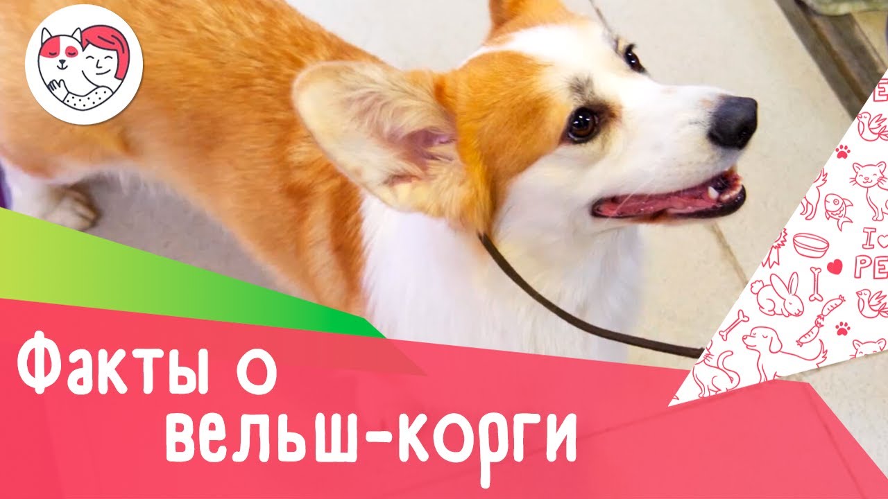 5 интересных фактов о вельш-корги