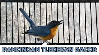 Download lagu Sulingan Gunung GACOR NgeROLL FULL Tembakan PEDAS‼️ Suara Masteran Tledekan BAHAN agar cepat FIGHTER mp3