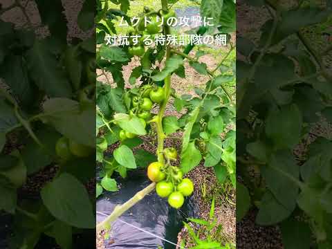 カササギを追い払う方法 カササギ狩りのエリア ミッションインポッシブル