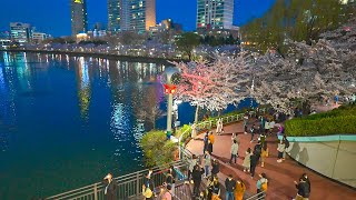 [4K HDR] Seoul Cherry Blossoms 2021 Night Walk Seokchon Lake and Food Alley 서울 석촌호수공원의 밤산책 나들이 서울워커
