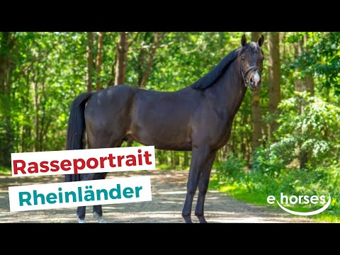 Der Rheinländer im Rasseportrait