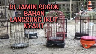 Download lagu SOGON KOLONI - Suara Sogok Ontong Koloni Untuk Pancingan Sogon Bahan Atau Sogon Stres mp3