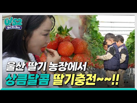 [생방송 0!52] 겨울이 제철~ 상큼 달콤 딸기의 매력!