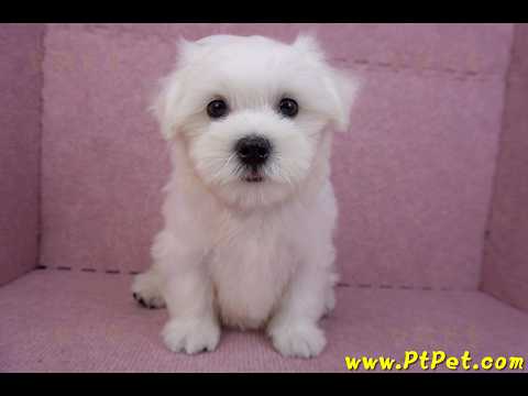 07/26迷你型馬爾濟斯 I 公幼犬(台中東區)