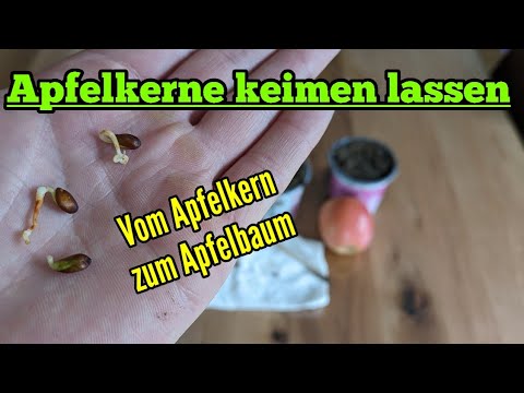 Germinate apple seeds - Grow an apple tree from an apple seed