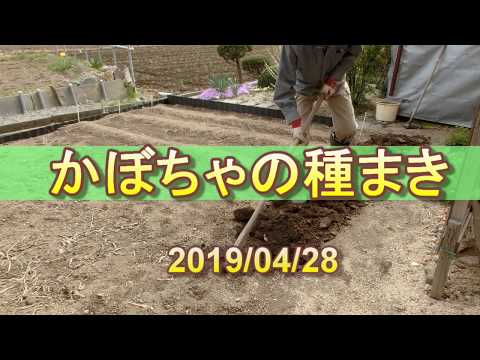 かぼちゃの種まきで種の置き方どうすればいいの？ | ゆうがの楽々家庭菜園　